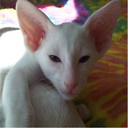 Oriental shorthair